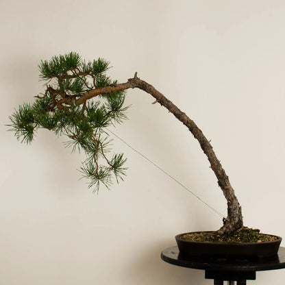 Pinus sylvestris