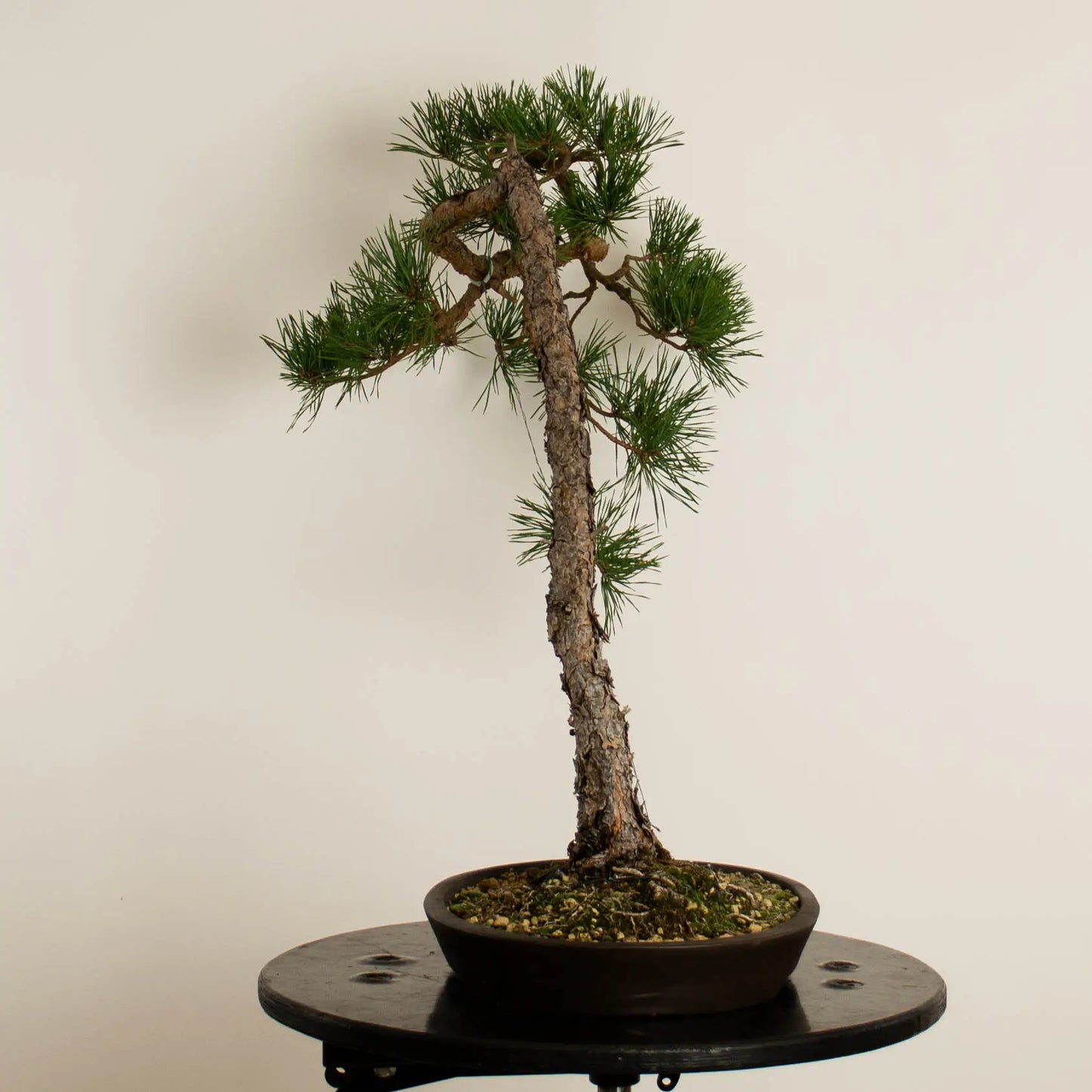 Pinus sylvestris