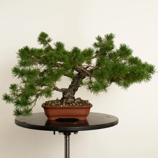 Pinus sylvestris