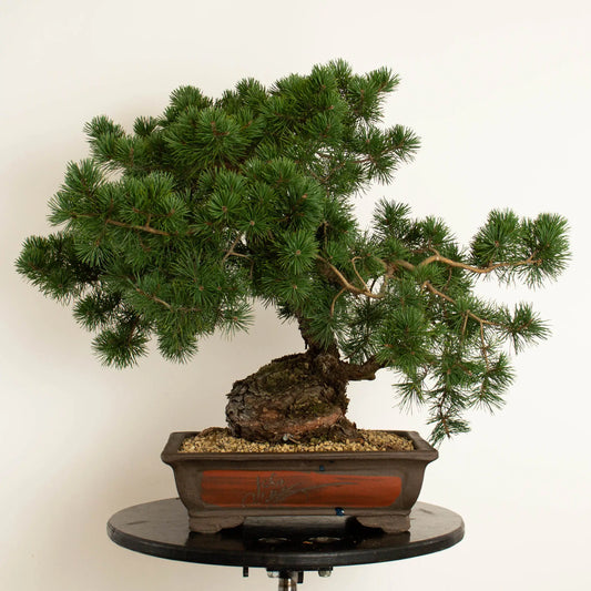 Pinus sylvestris