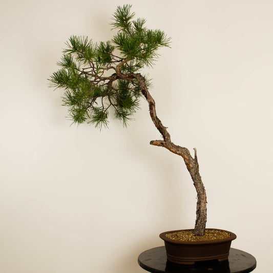 Pinus sylvestris