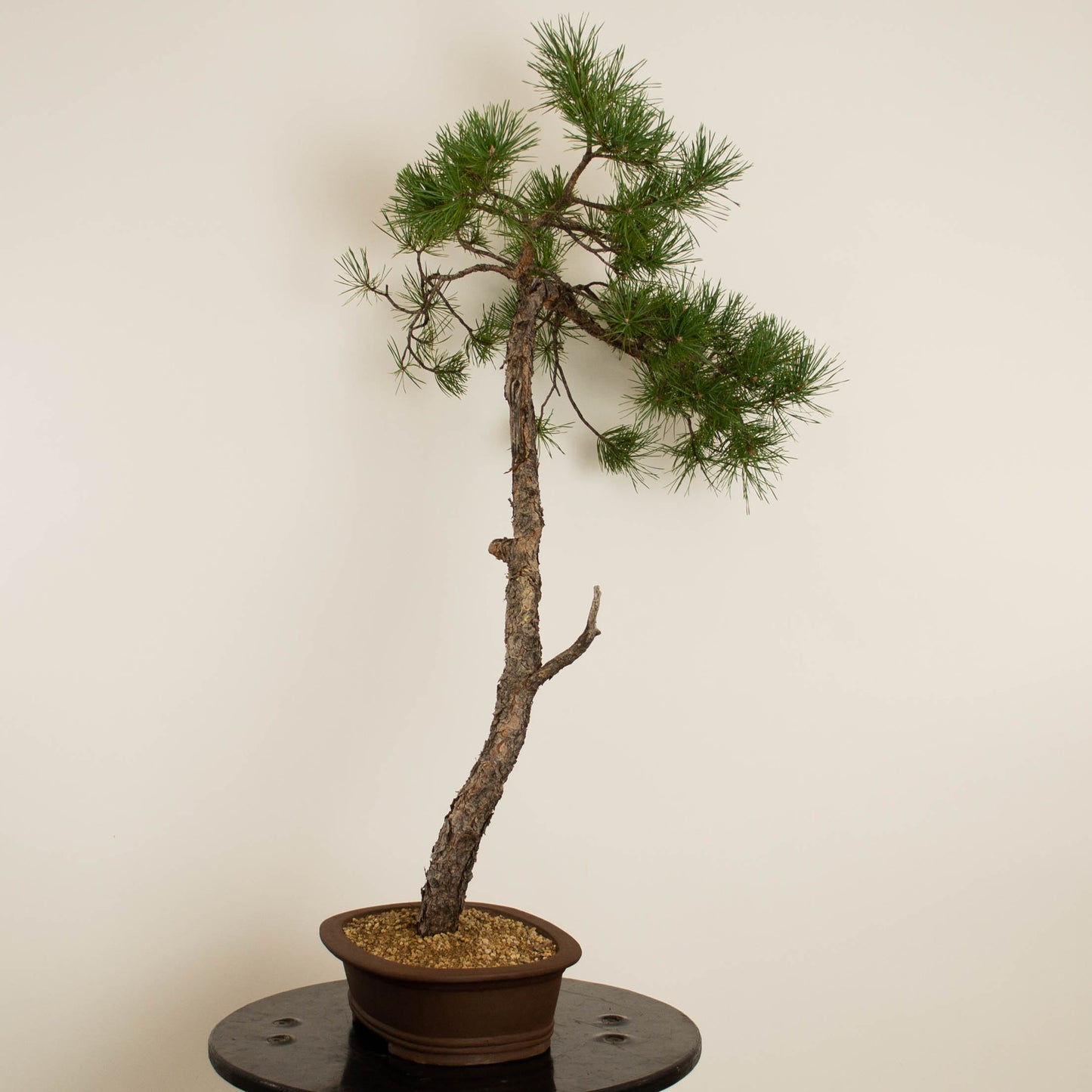 Pinus sylvestris