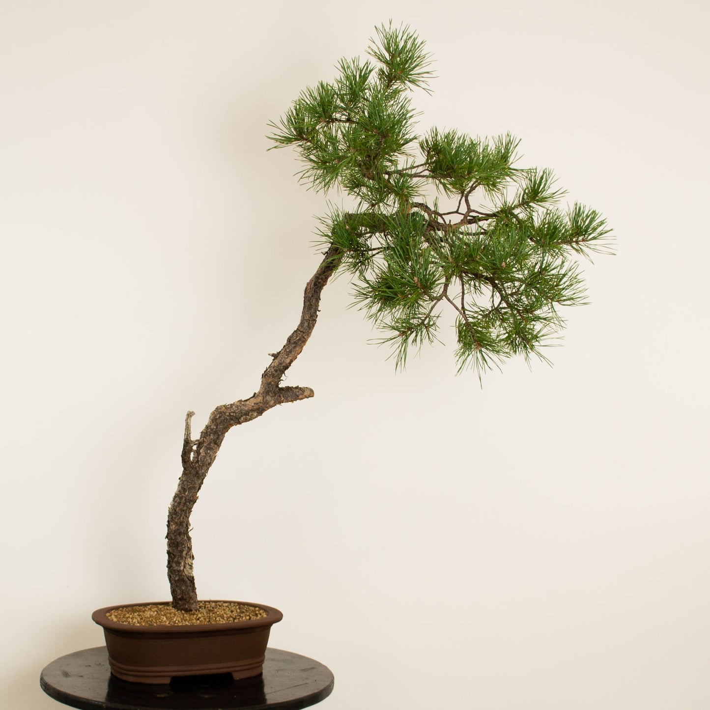 Pinus sylvestris