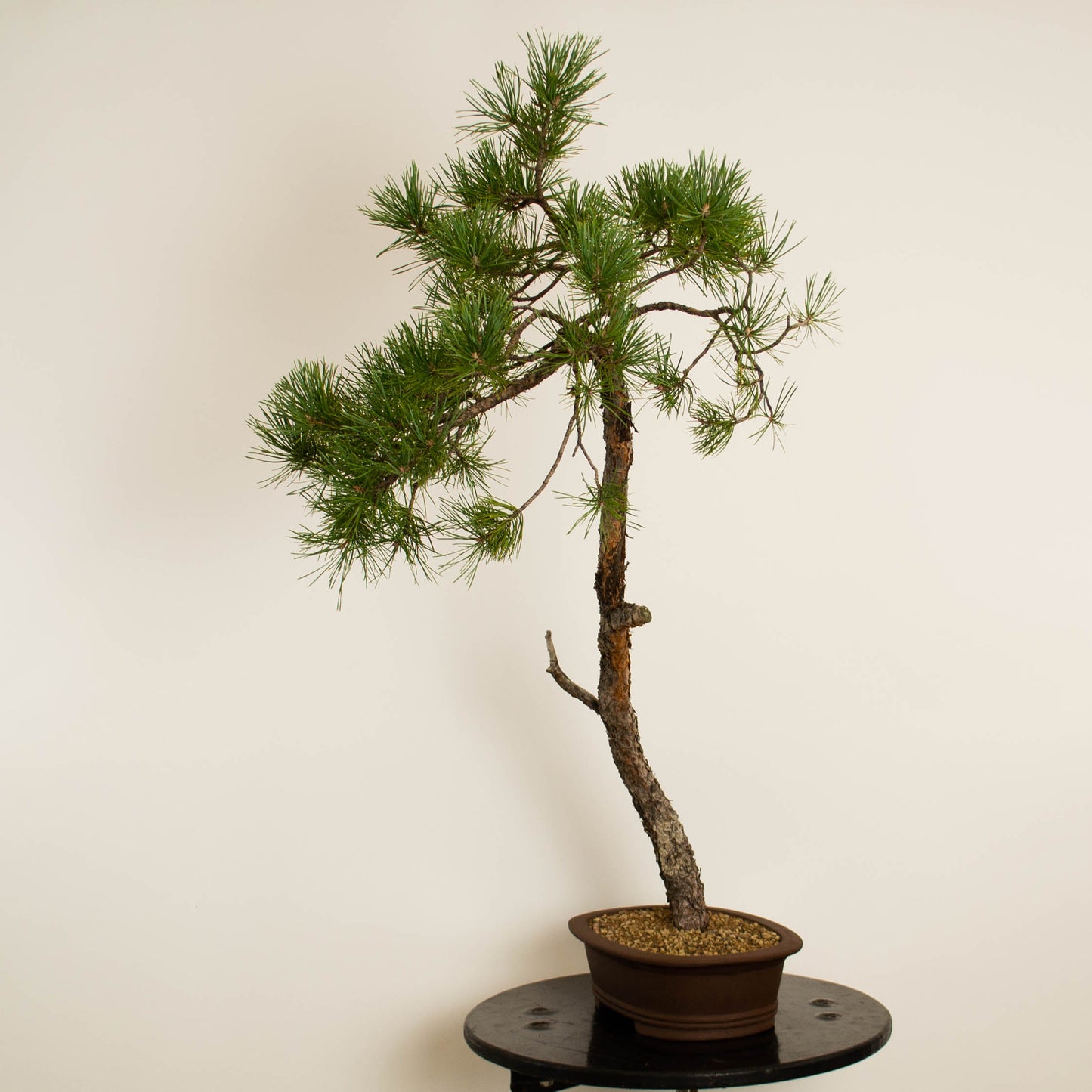 Pinus sylvestris