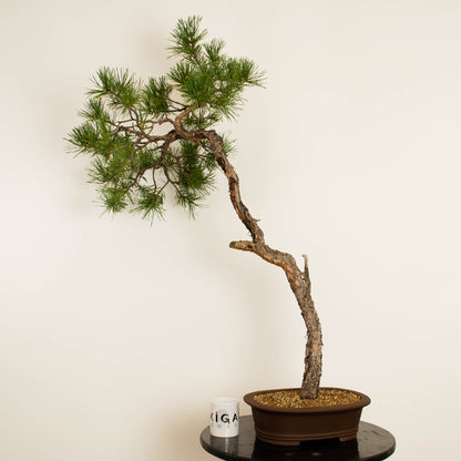 Pinus sylvestris