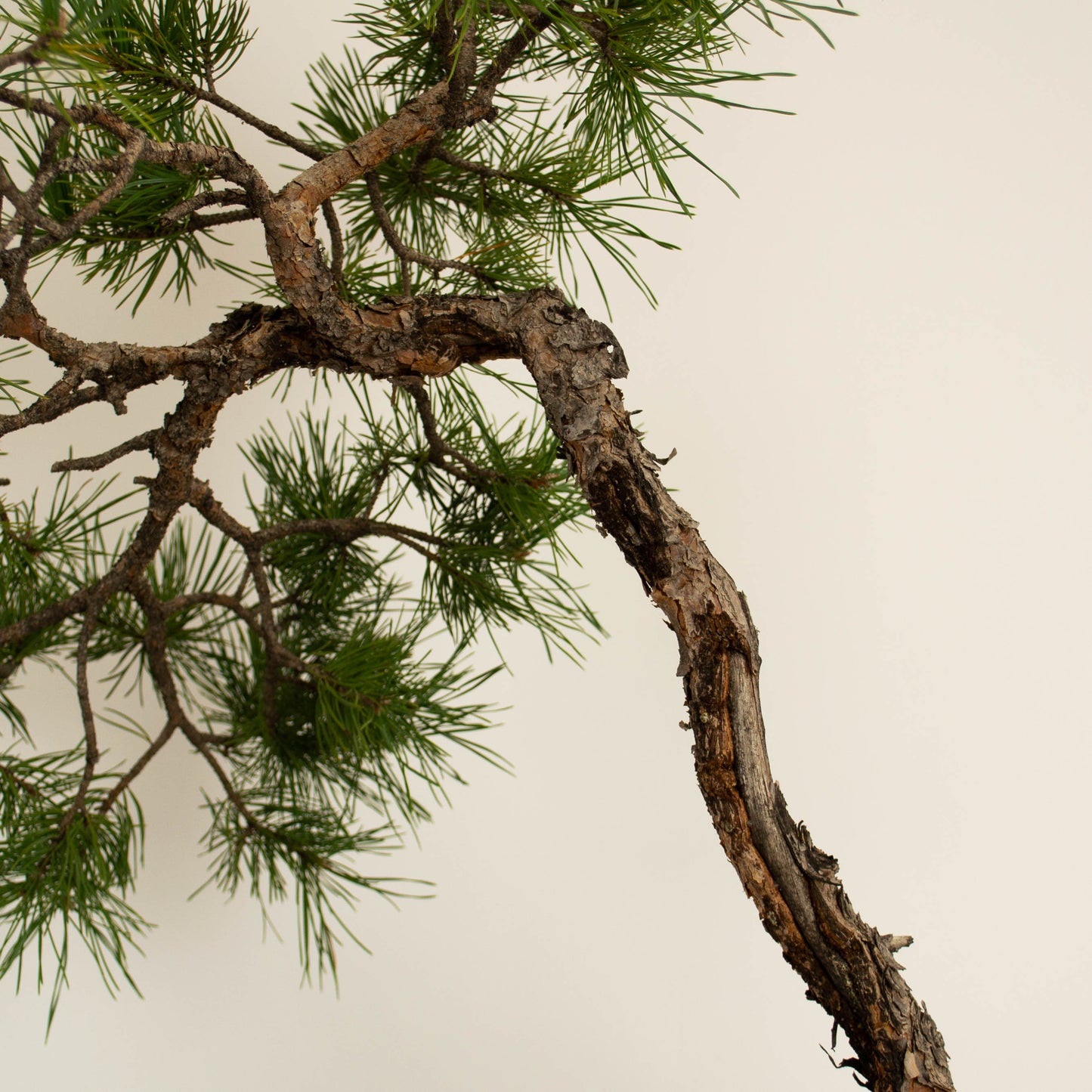 Pinus sylvestris