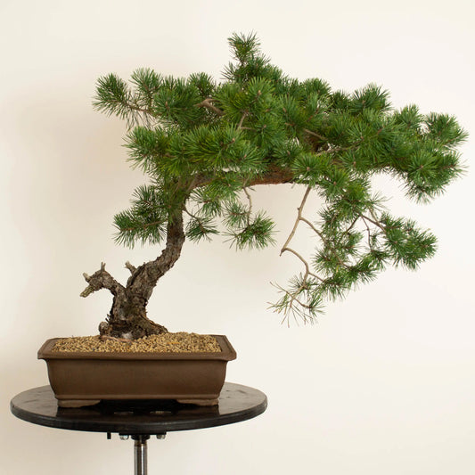 Frente bonsai yamadori estilo bunjin