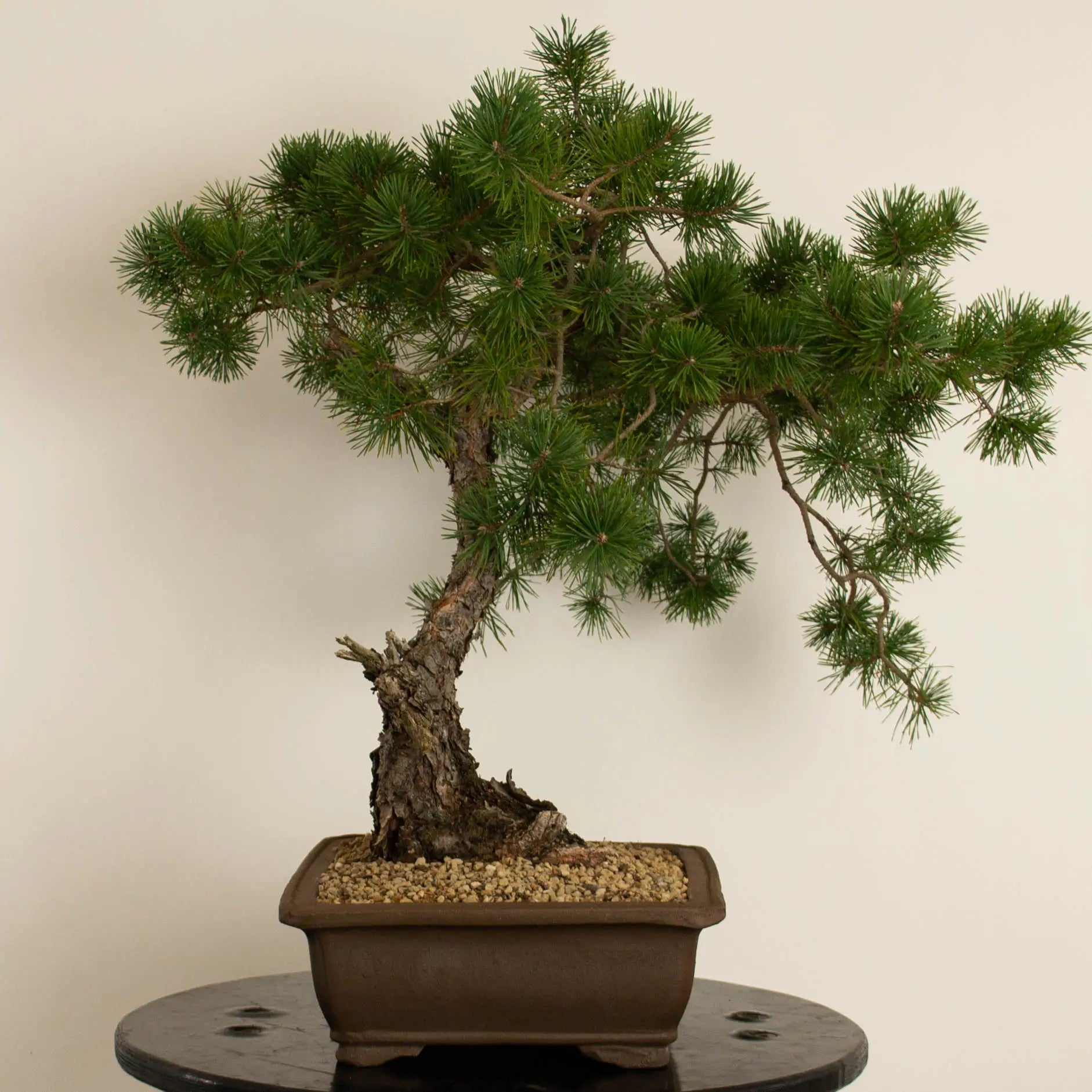 Bonsái yamadori araki estilo bunjin de pino silvestre waldkiefer scots pine