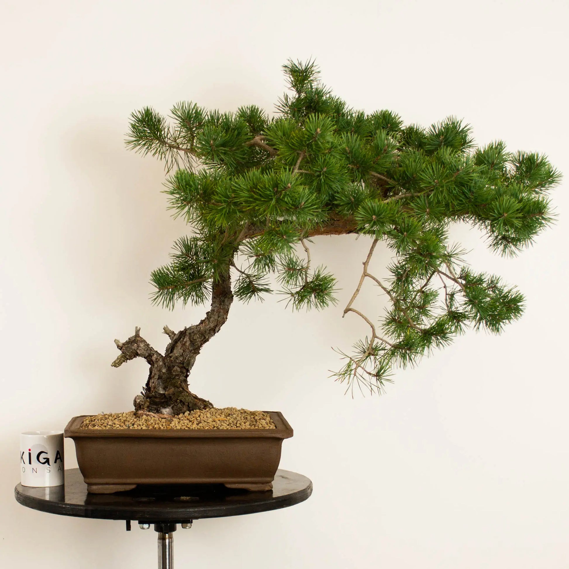 Bonsái yamadori araki estilo bunjin de pino silvestre waldkiefer scots pine con taza ikigai bonsái