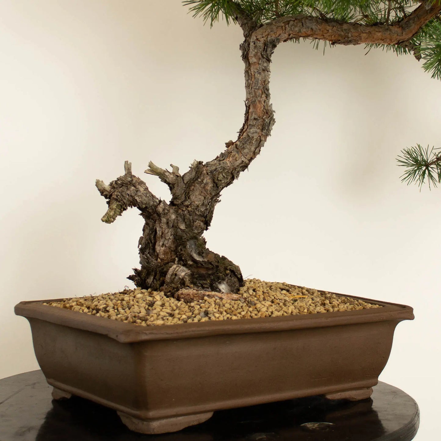 Bonsái yamadori araki estilo bunjin de pino silvestre waldkiefer scots pine detalle del nebari con corteza