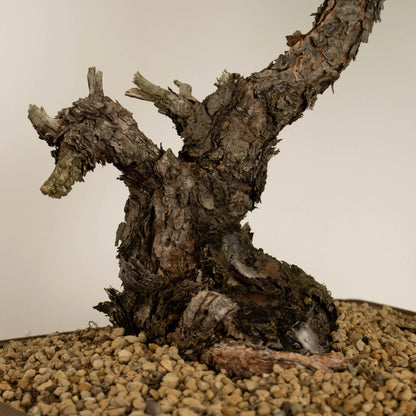 Bonsái yamadori araki estilo bunjin de pino silvestre waldkiefer scots pine detalle del nebari con corteza