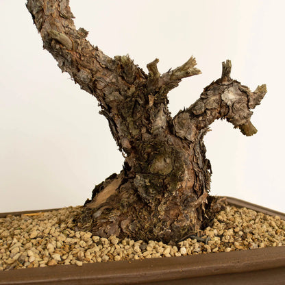 Bonsái yamadori araki estilo bunjin de pino silvestre waldkiefer scots pine detalle del nebari con corteza para trabajar jin