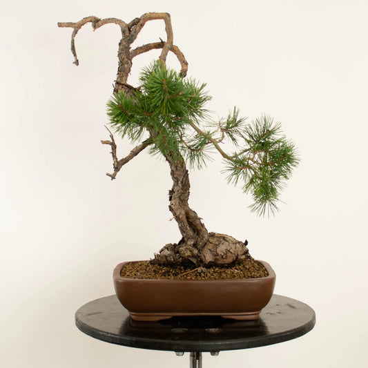 Pinus sylvestris