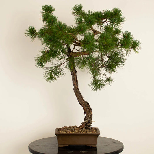 Pinus sylvestris