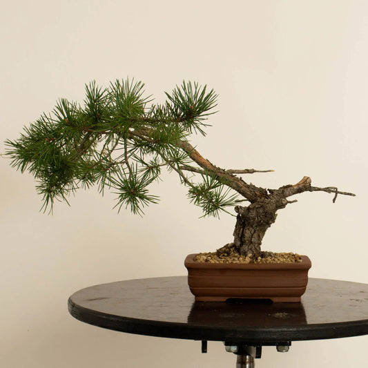 Pinus sylvestris