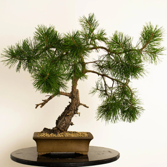 Pinus sylvestris