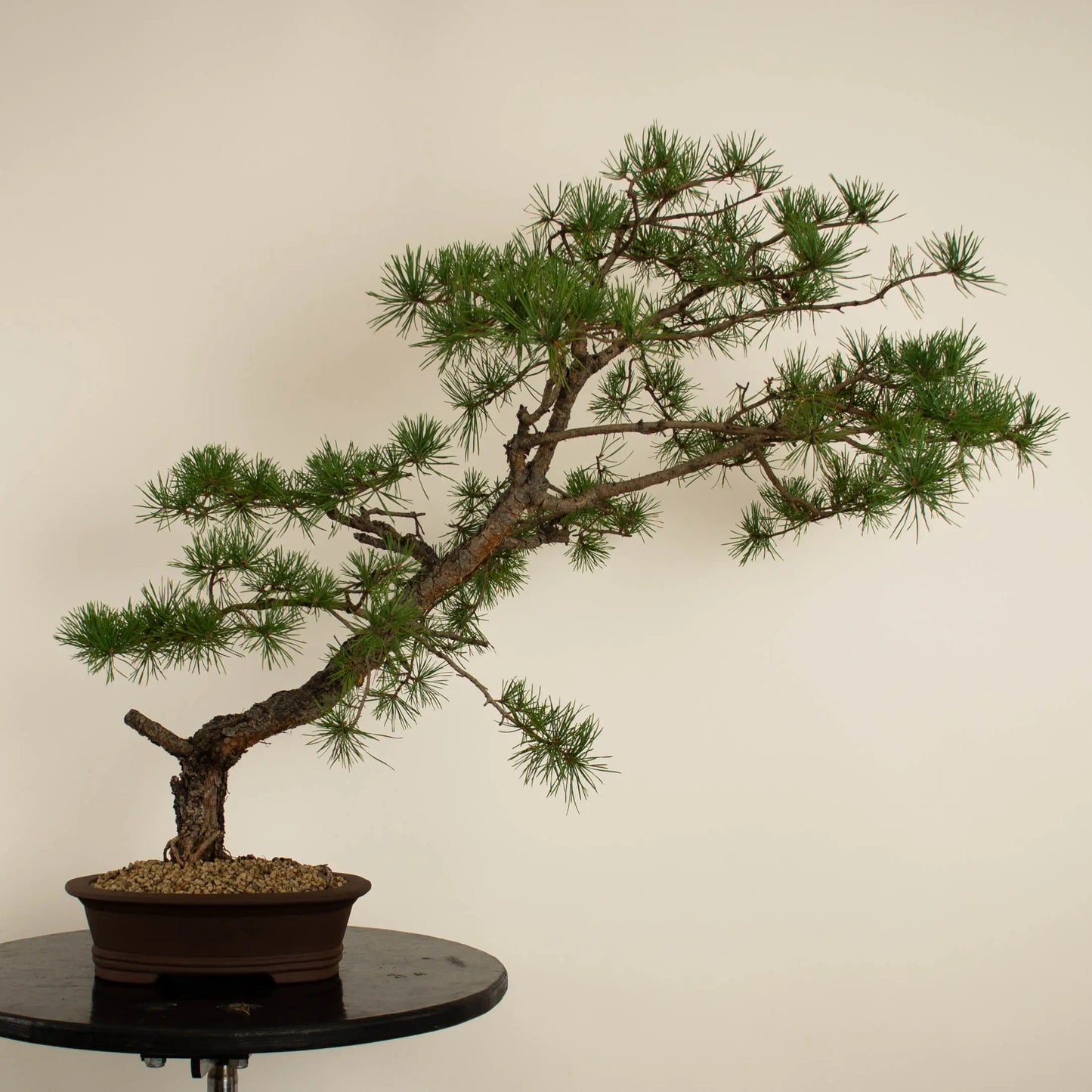 Pinus sylvestris