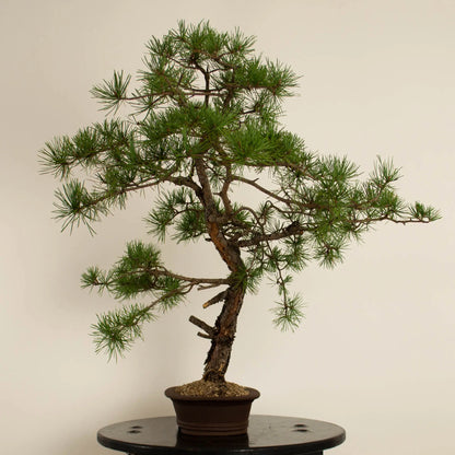 Pinus sylvestris