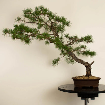 Pinus sylvestris