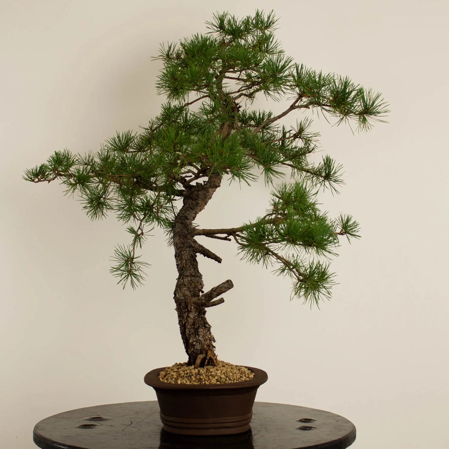 Pinus sylvestris