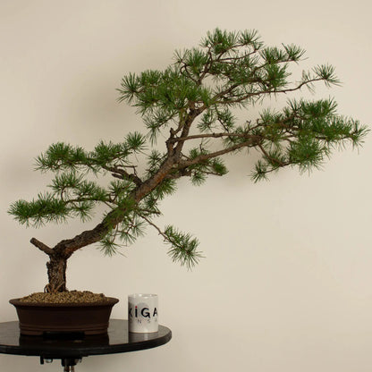 Pinus sylvestris