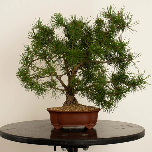 Pinus sylvestris