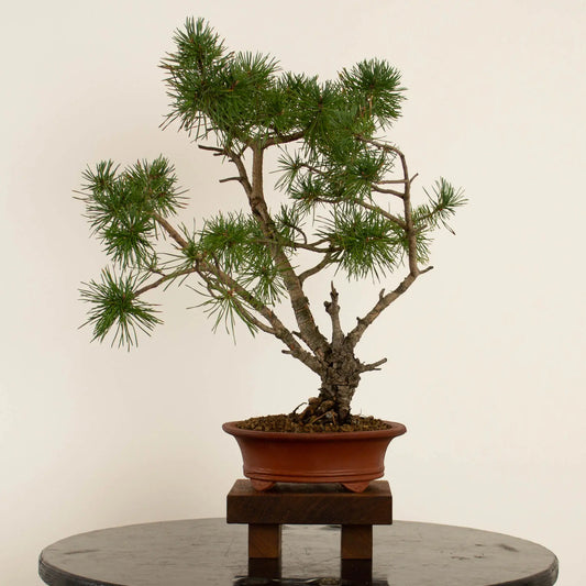 Pinus sylvestris