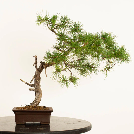 Pinus sylvestris