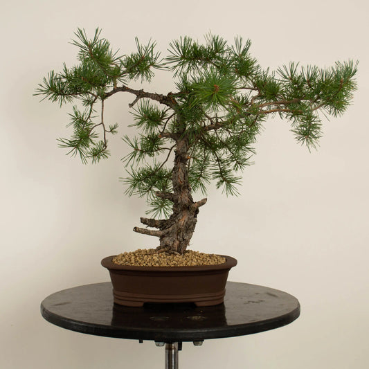 Pinus sylvestris