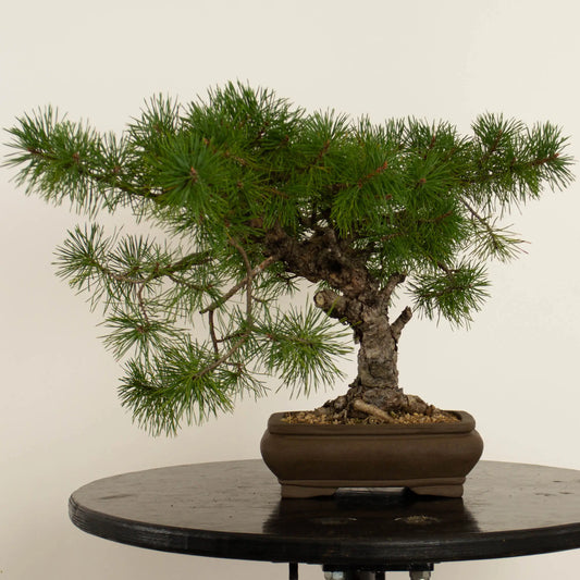 Pinus sylvestris