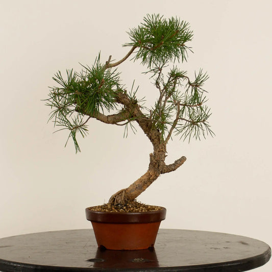 Pinus sylvestris