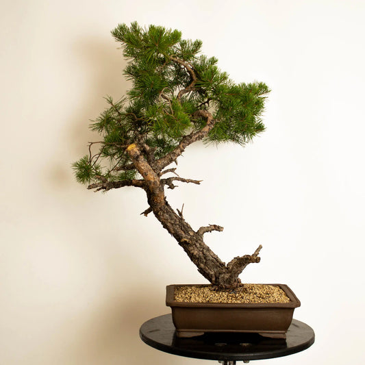 Pinus sylvestris