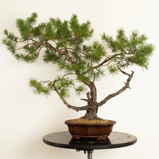 Pinus sylvestris