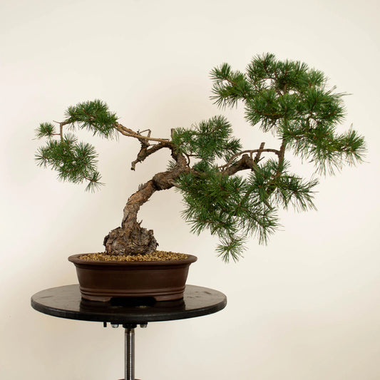 Pinus sylvestres