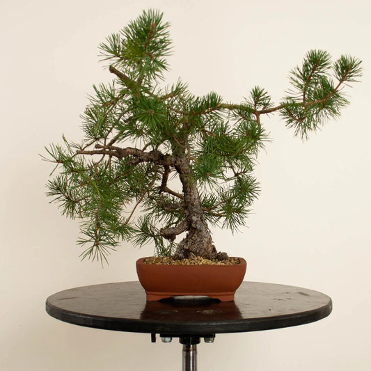 Pinus sylvestris