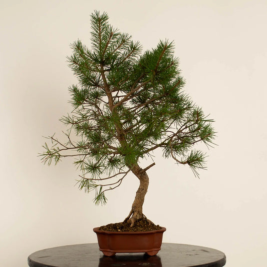 Pinus sylvestris