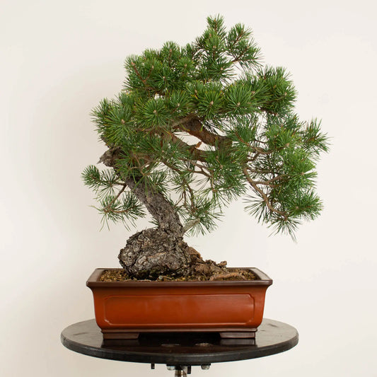 Pinus sylvestris