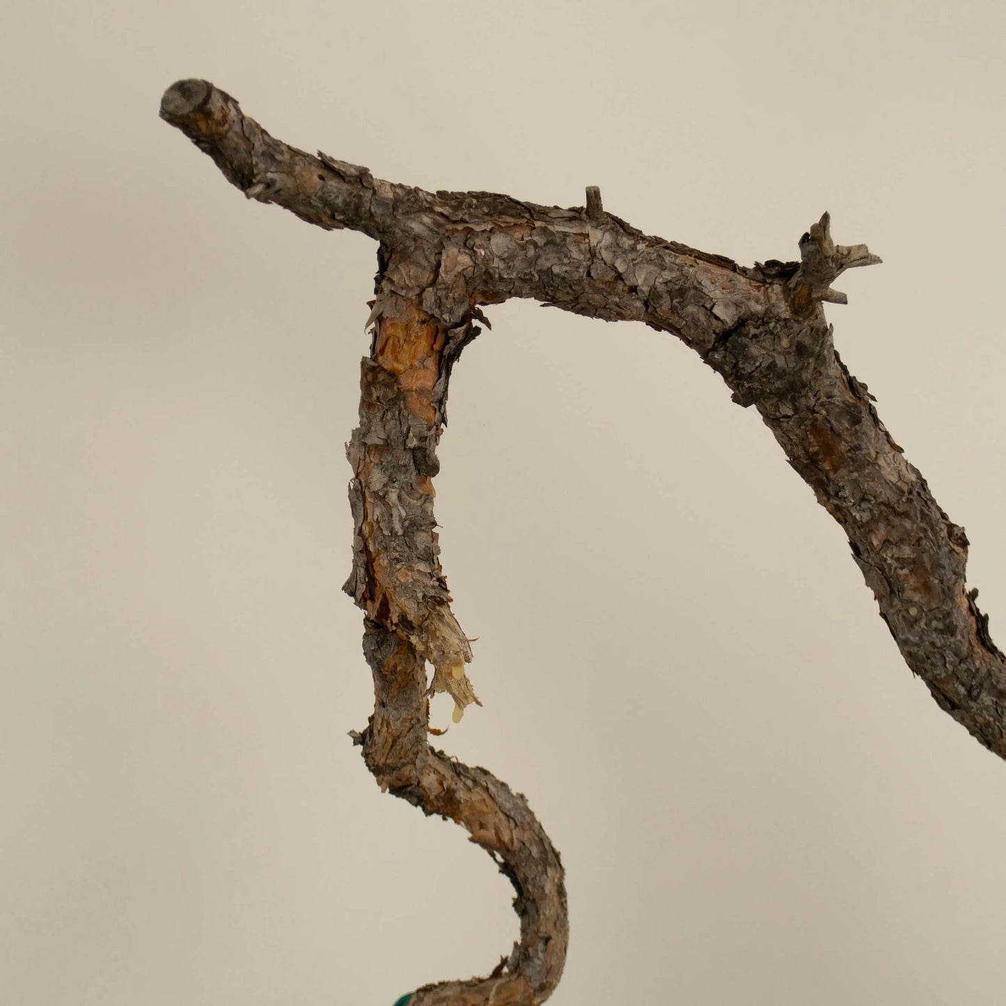 Detalle de curvas y corteza de bonsái de pino silvestre.