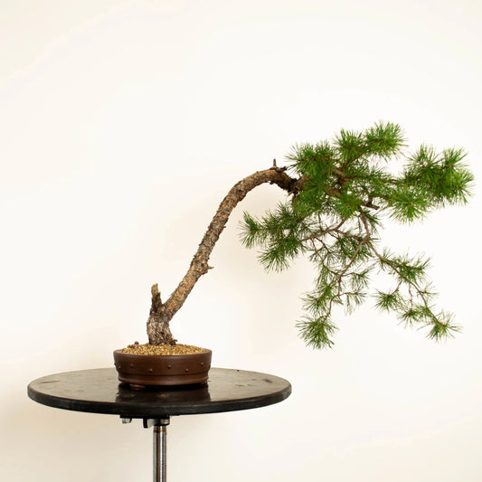 Bonsai estilo bunjin tamaño chuhin edad 35 años