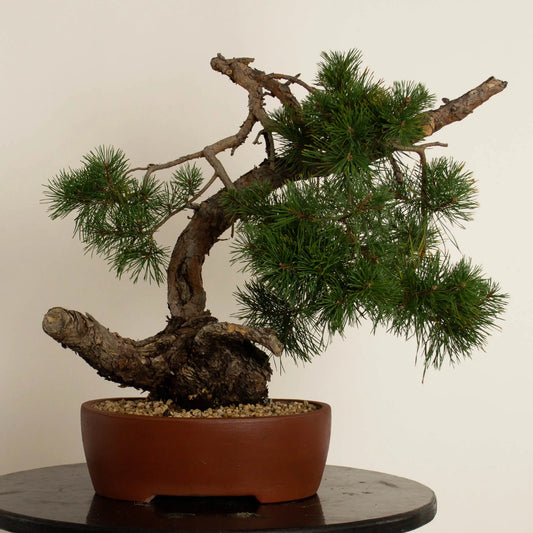 Pinus sylvestris