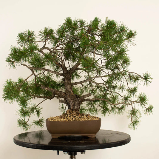 Pinus sylvestris