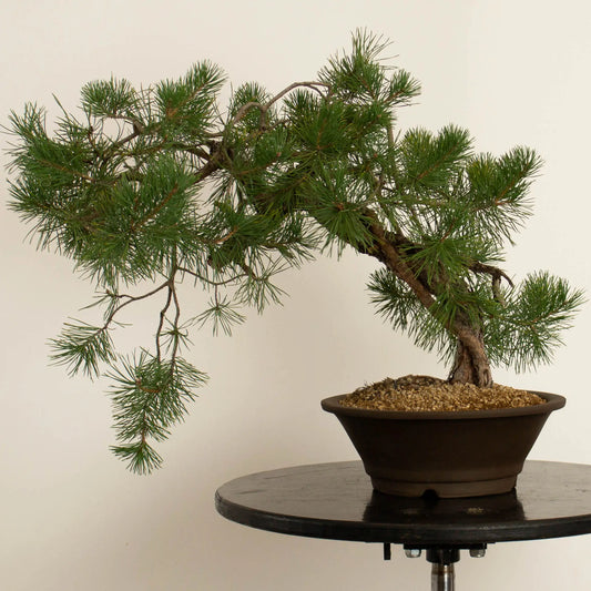 Pinus sylvestris