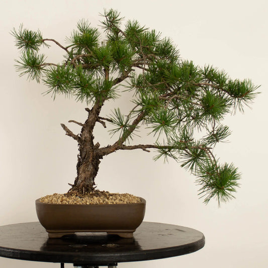 Pinus sylvestris