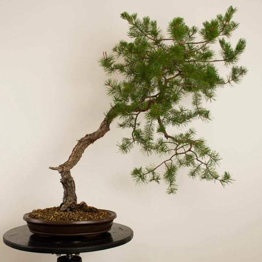 Pinus sylvestris