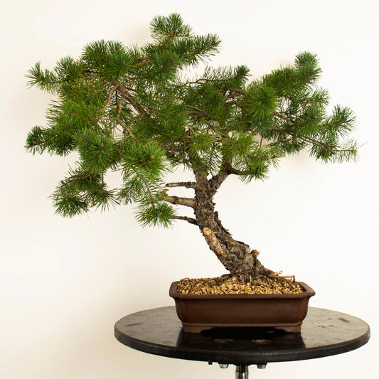 Pinus sylvestris