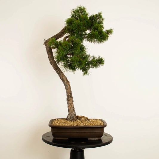 Bonsai tamaño dai estilo bnjin