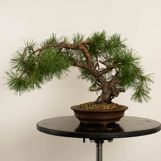 Pinus sylvestris