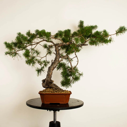 Pinus sylvestris