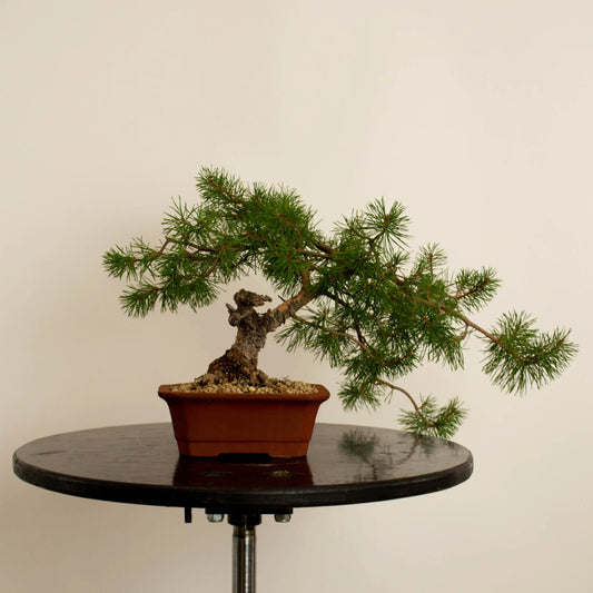 Pinus sylvestris