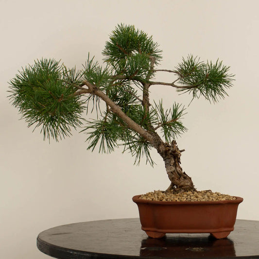 Pinus sylvestris